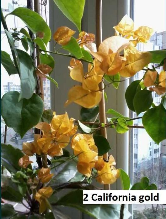 Бугенвилии взрослые и укориненные