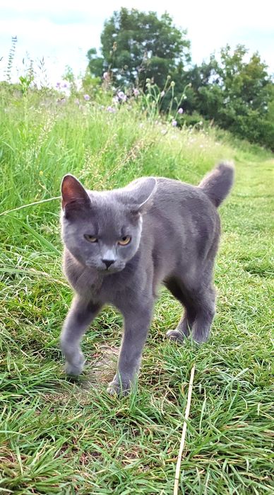 Віддам котика, Кути, Косів, Вижниця