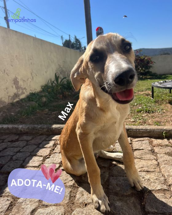 Cãozinho bebé para adoção responsável