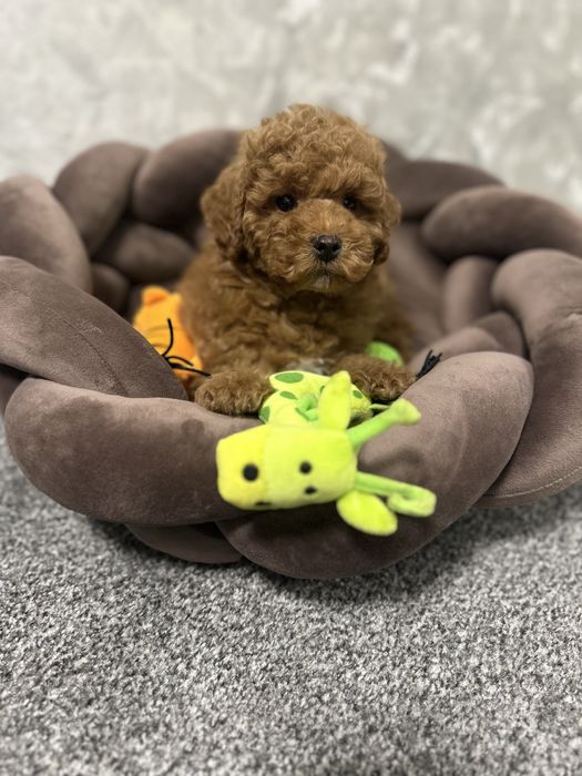 Хлопчик той пудель