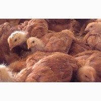 Продам курчат мясояечної породи ФОКСИЧИКЕН Підрощені