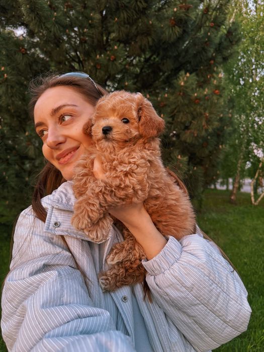 Ведмедик мальтіпу хлопчик міні