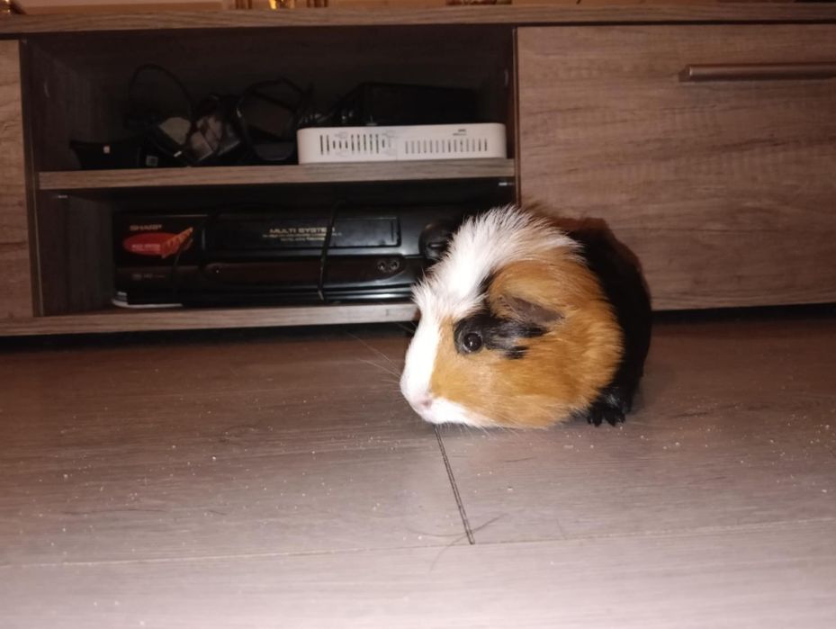 Oddam świnke morską samiec