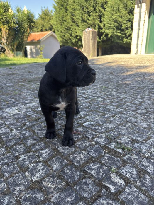 Cadela Cane Corso c/ pedigree para venda
