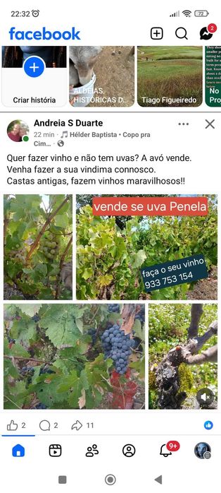 Uvas  agricultor PENELA