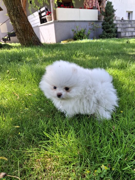 Szpic miniaturowy pomeranian