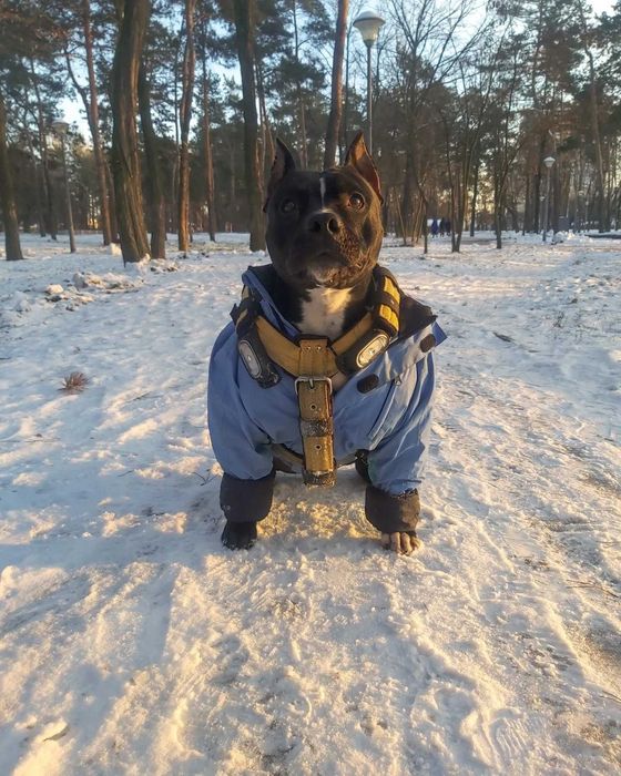 сука ам.стаффа ищет кобеля для вязки