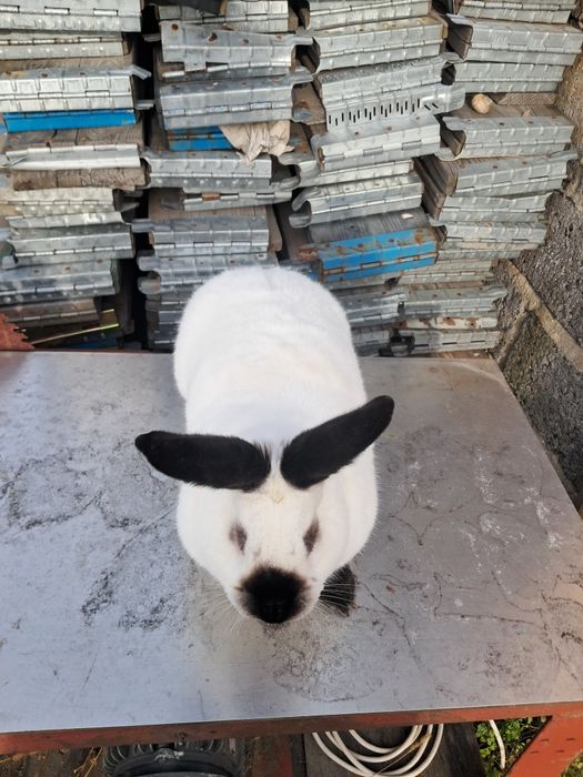 Króliki kalifornijskie