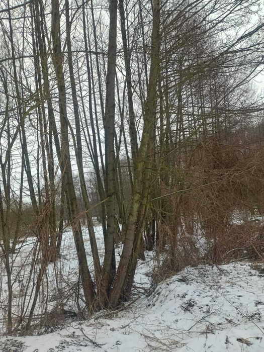 Drzewa Olszyna na pniu do  wycinki własnej