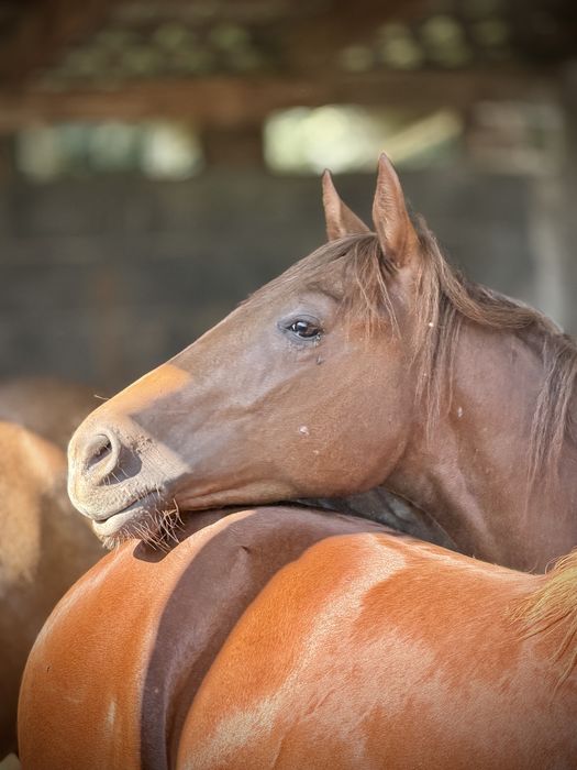 Roczniak, ogierek, AQHA