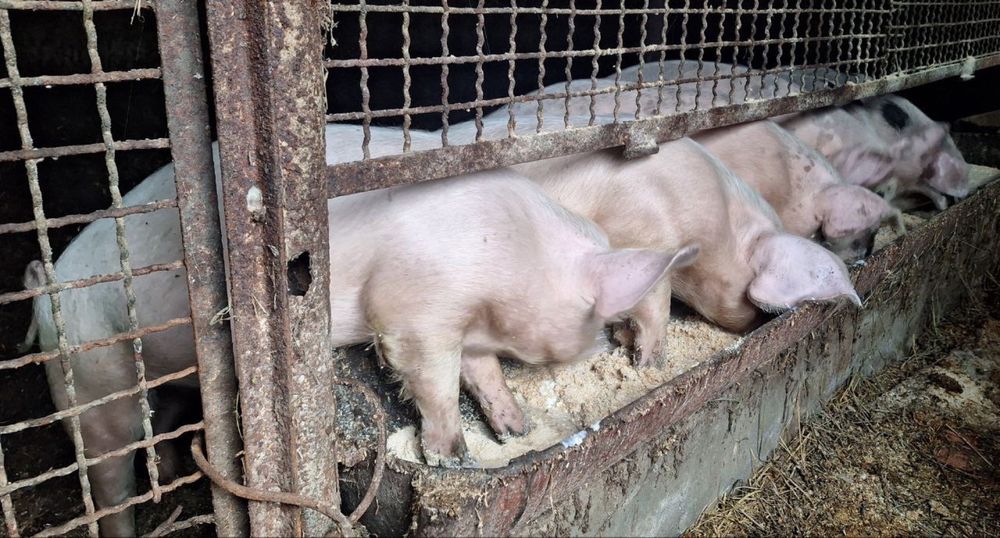 Продаю поросят всі питаня по номеру телефону