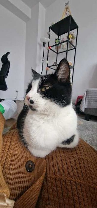 MARILYN - 2-letnia miziasta śliczna koteczka szuka domku!