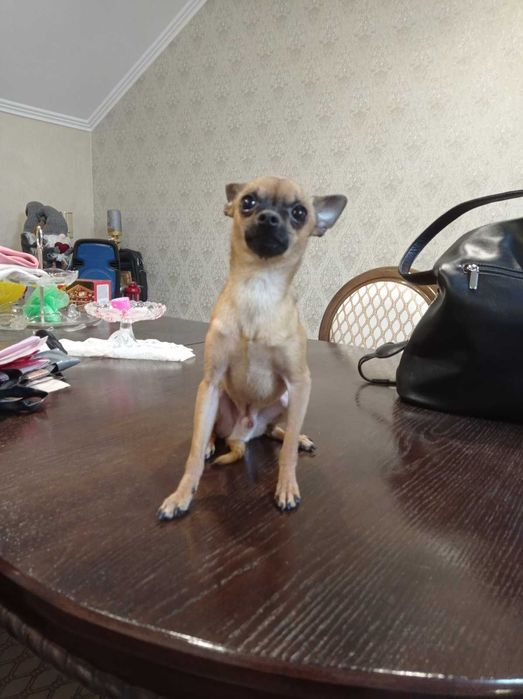 вязка Міні Той Терьер