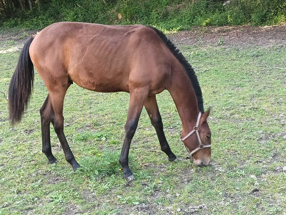 Poldro PSL excelente linhagem