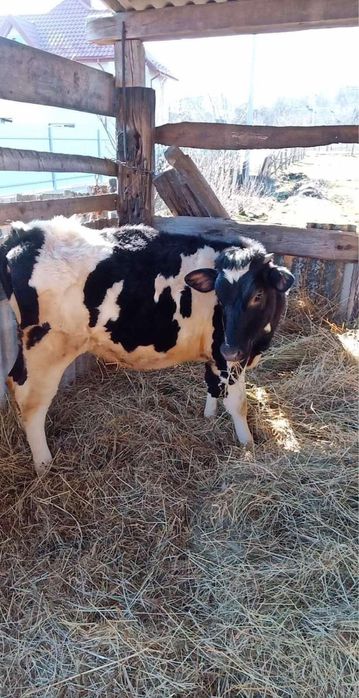 Продам телицю 1 рік.