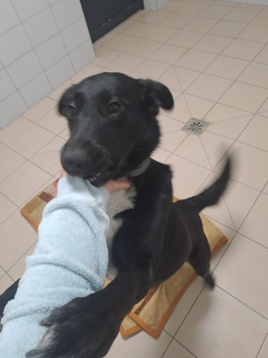 Fajna suczka o imieniu Sławka czeka