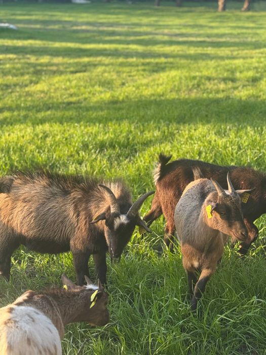 Cabras Anãs Évora