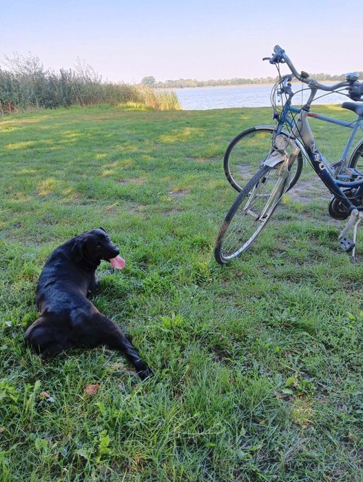 Oddam w dobre ręce szczeniaki