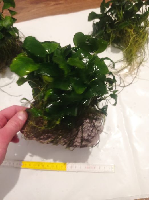 Anubias grota do akwarium