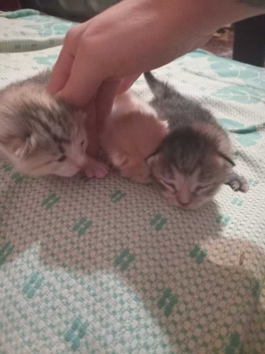 Котята в хорошие руки