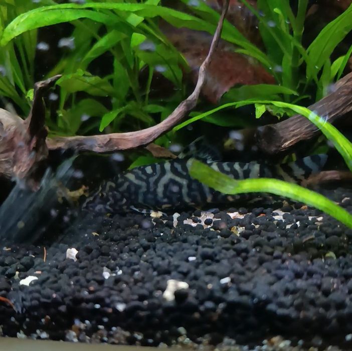 Peixe Botia yo-yo