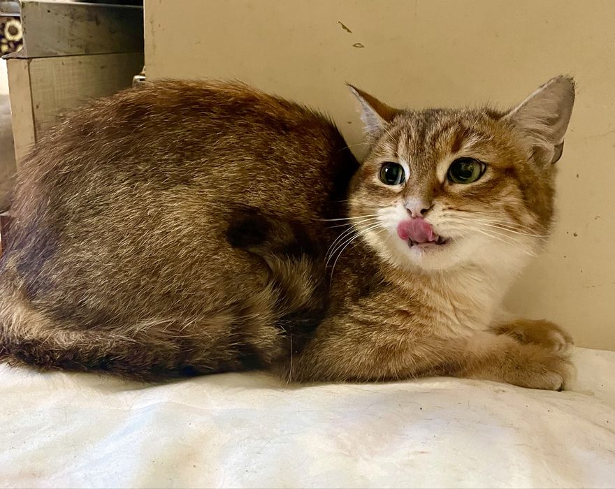 Котенок девочка маленькая полосатая рыжая кошеня дівчинка смугаста