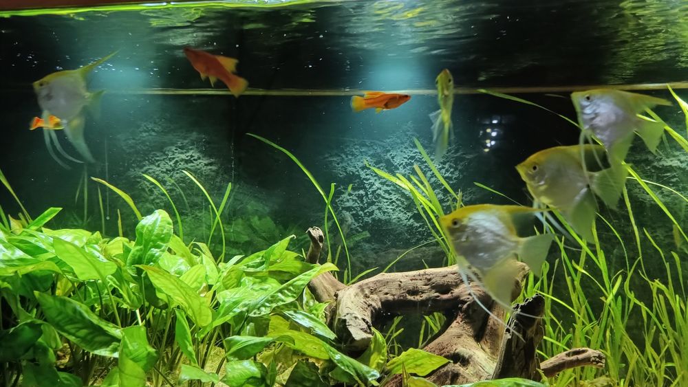 Skalary żółte,skalar