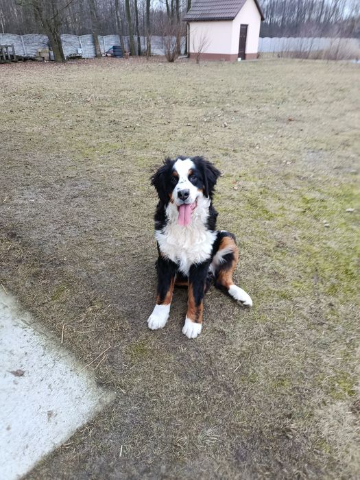 Berneński pies pasterski berneńskie z metryką i czipem