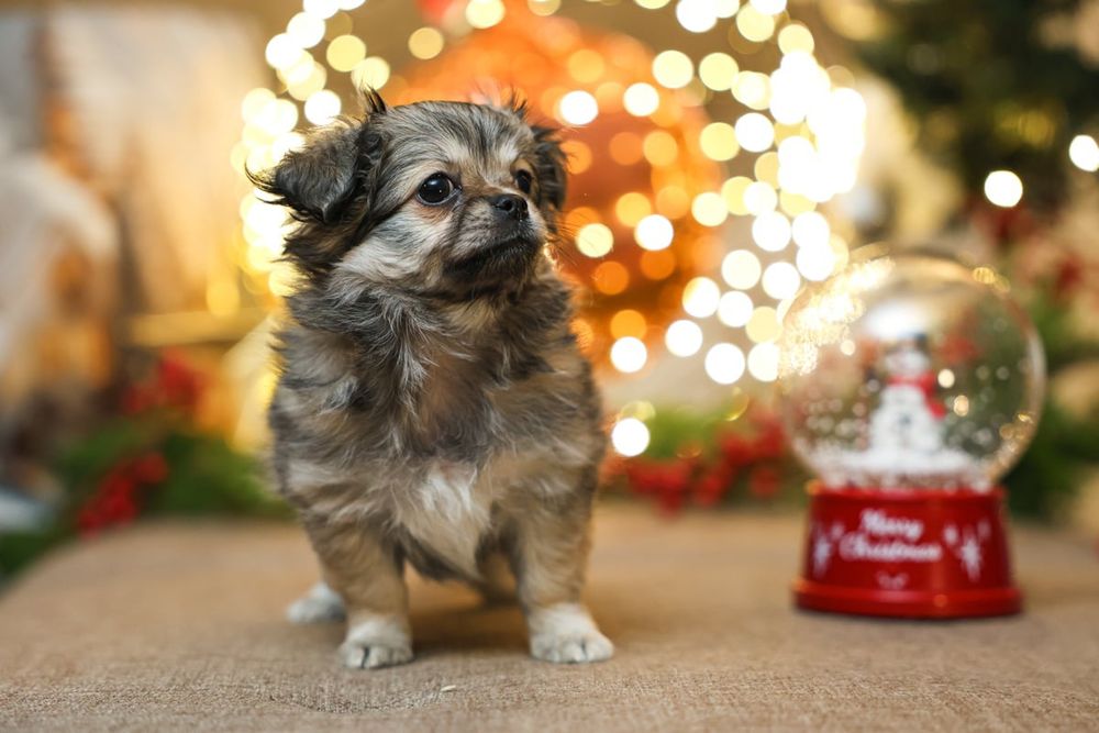 Chihuahua długowłosa suczka