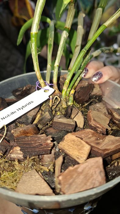 Орхідея дендробіум