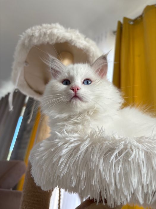 Ragdoll z rodowodem-Gotowy do odbioru