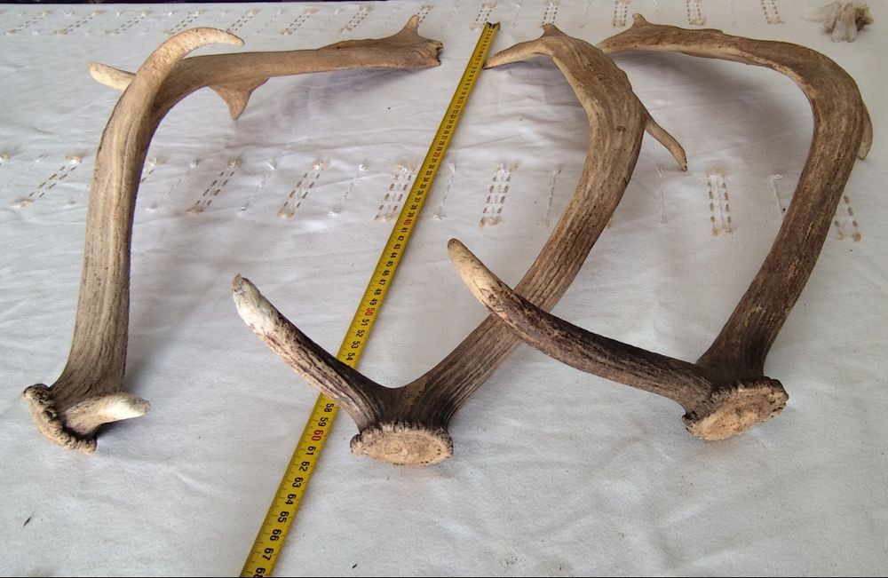 Hastes de veado naturais