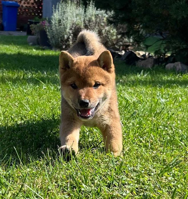 Shiba Inu ㅤㅤㅤㅤㅤㅤ