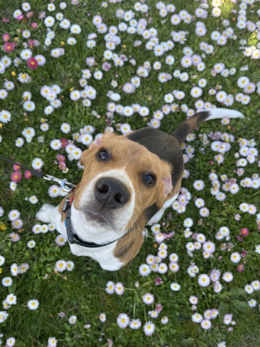 Бігль, вʼязка Луцьк