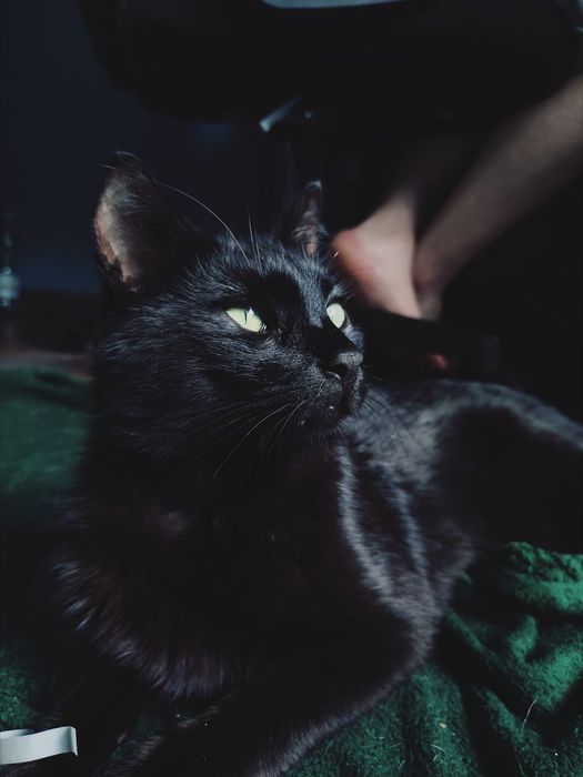 Czaruś - czarny kocurek do adopcji