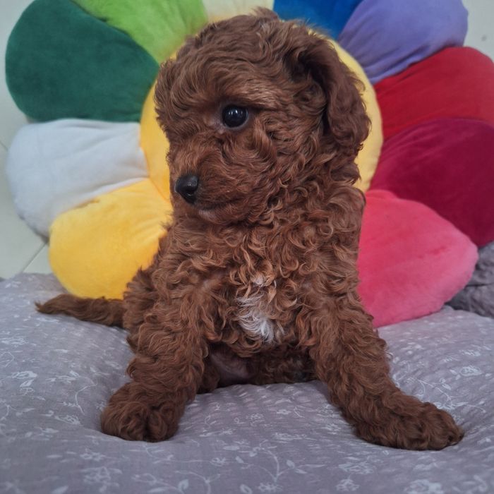 Той пудель хлопчик