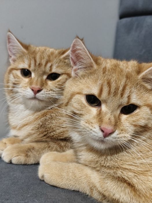 Rude słodziaki do adopcji