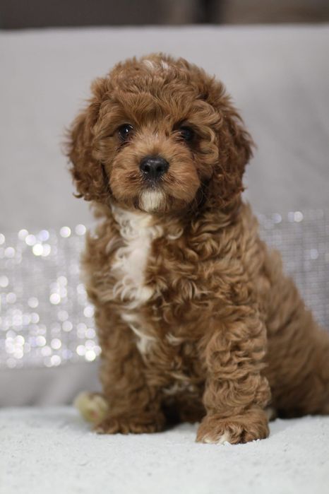 ***Śliczny Cavapoo**