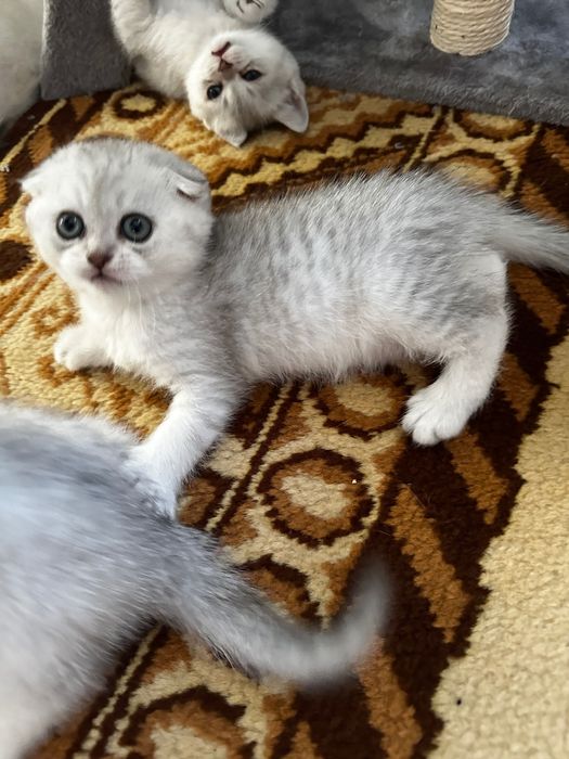 Шотландські кошенята скотіш фолд срібна шиншила