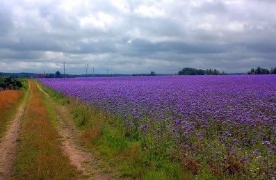 Miód - Mniszkowy /Wielokwiat/  Faceliowy/ Chabrowy 2025!! Zapraszamy !