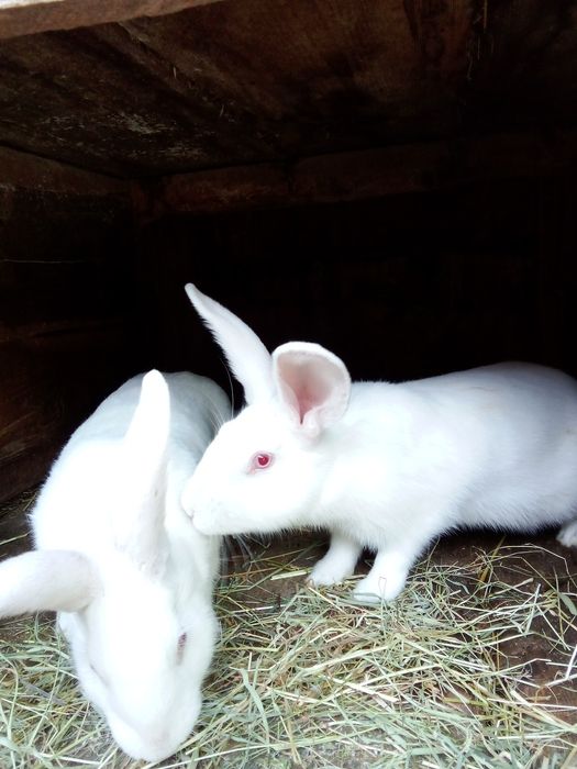 Кролі ,білий панон ,строкачі'',також м'ясо 250  грн 'кг