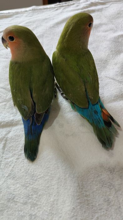 Agapórnis domesticados