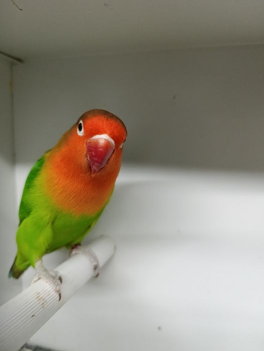 Agapórnis fischeris verde ancestral