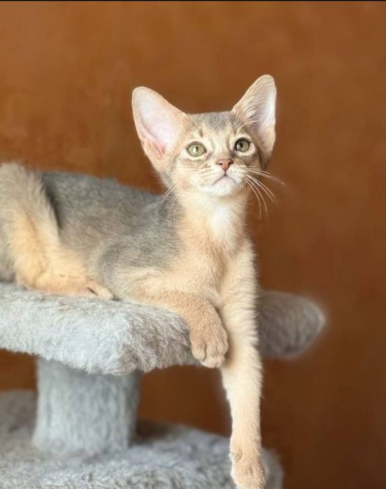 Абіссінськи котята абісінци котики Абиссинцы