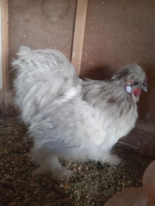 Garnizo sedoso macho