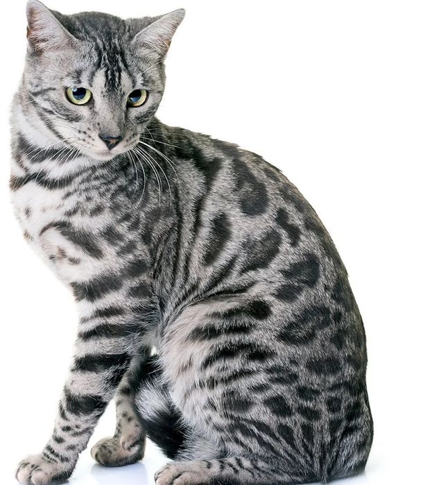 Бенгальська срібна кішечка