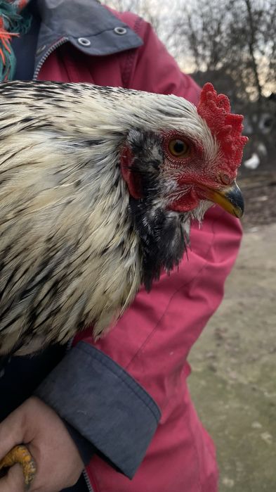 Продам півників різних порід