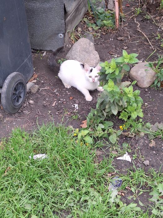 Oddam kotki w dobre ręce