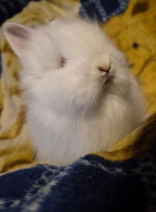 Króliczek Teddy.