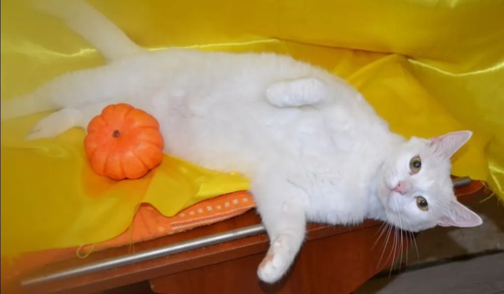 Отдам даром в добрые руки белую кошечку